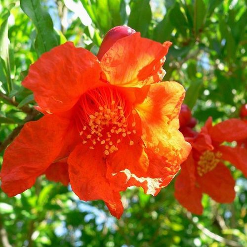 Gránátalma - Punica granatum