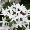 Csillagjázmin - Rhyncospermum jasminoides
