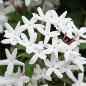 Csillagjázmin - Rhyncospermum jasminoides