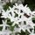 Csillagjázmin - Rhyncospermum jasminoides