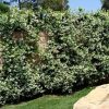 Csillagjázmin - Rhyncospermum jasminoides