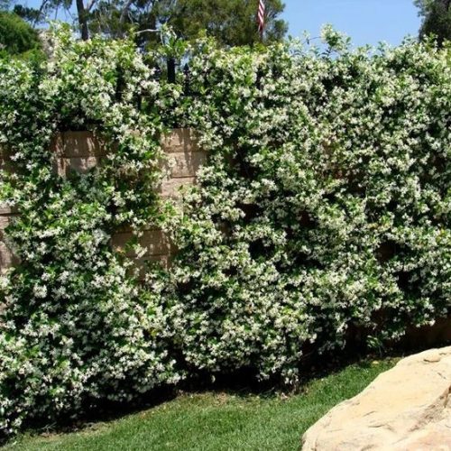 Csillagjázmin - Rhyncospermum jasminoides