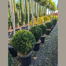 Tiszafa gömb - Taxus baccata 