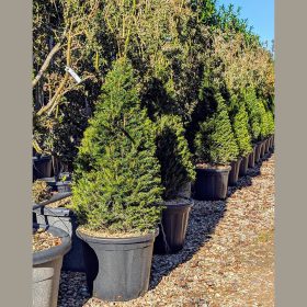 Tiszafa - Taxus baccata 