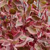 Tarkalevelű som – Cornus alba MIRACLE