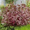 Tarkalevelű som – Cornus alba MIRACLE