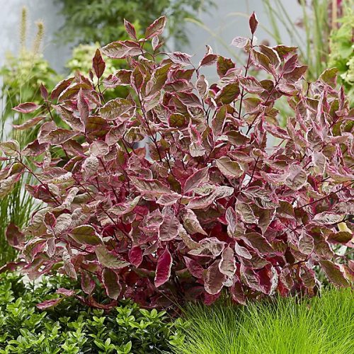 Tarkalevelű som – Cornus alba MIRACLE