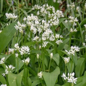 Medvehagyma – Allium ursinum