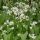 Medvehagyma – Allium ursinum