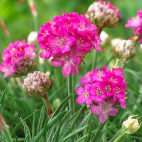 Tengerparti pázsitszegfű – Armeria maritima 