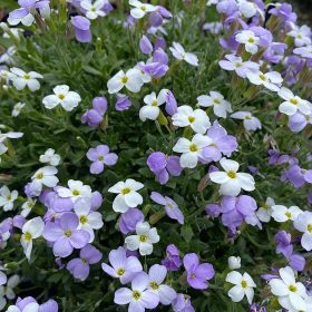   Pázsitviola – Aubrieta 'Florado Blue White Bicolour'