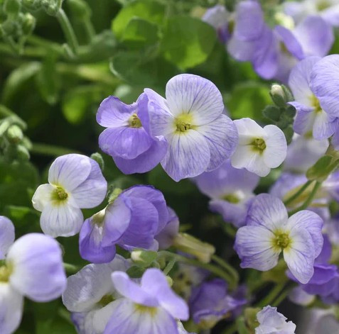 Pázsitviola – Aubrieta 'Florado Blue White Bicolour'