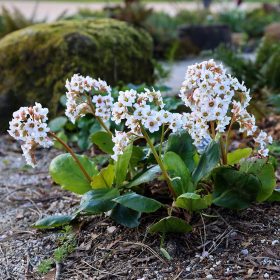 Bőrlevél – Bergenia 'Bressingham White'