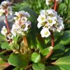 Bőrlevél – Bergenia 'Bressingham White'