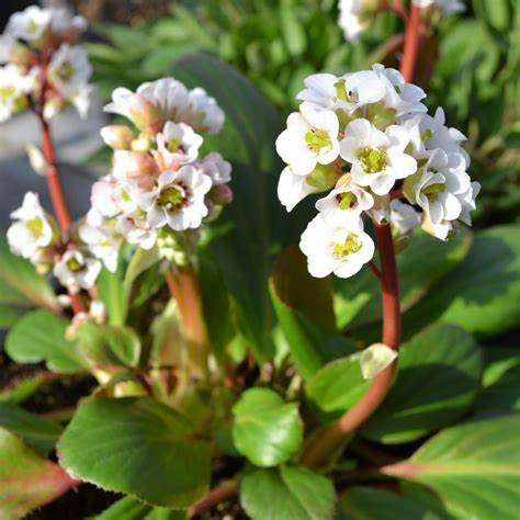 Bőrlevél – Bergenia 'Bressingham White'