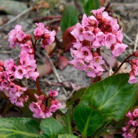 Bőrlevél – Bergenia 
