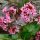 Bőrlevél – Bergenia 