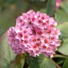 Bőrlevél – Bergenia 