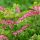 Szívvirág – Dicentra spectabilis