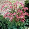 Szívvirág – Dicentra spectabilis