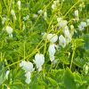 Fehér szívvirág – Dicentra spectabilis Alba