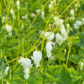 Fehér szívvirág – Dicentra spectabilis Alba