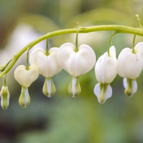 Fehér szívvirág – Dicentra spectabilis Alba