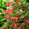 Piros szívvirág – Dicentra spectabilis Valentine