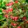 Piros szívvirág – Dicentra spectabilis Valentine