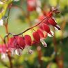 Piros szívvirág – Dicentra spectabilis Valentine