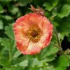 Gyömbérgyökér – Geum 'Nonna'