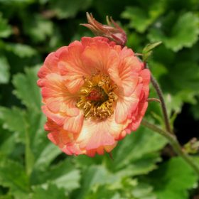Gyömbérgyökér – Geum 'Nonna'