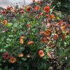 Gyömbérgyökér – Geum 'Nonna'