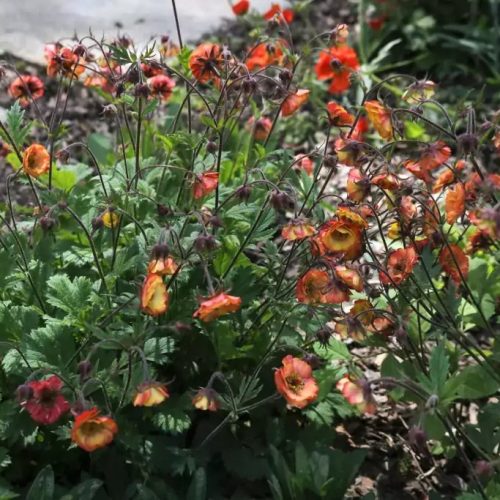Gyömbérgyökér – Geum 'Nonna'