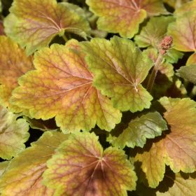 Tűzeső – Heuchera 'Northern Exposure Sienna'