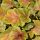 Tűzeső – Heuchera 'Northern Exposure Sienna'