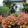 Tűzeső – Heuchera 'Northern Exposure Sienna'