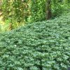 Japán kövérke – Pachysandra terminalis