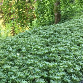 Japán kövérke – Pachysandra terminalis
