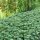 Japán kövérke – Pachysandra terminalis