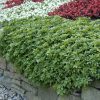 Japán kövérke – Pachysandra terminalis