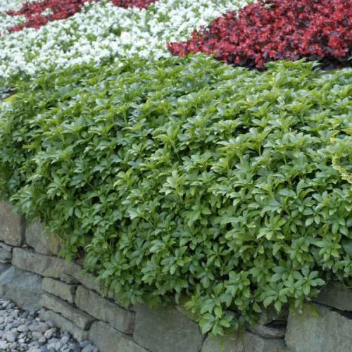 Japán kövérke – Pachysandra terminalis
