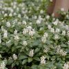 Japán kövérke – Pachysandra terminalis