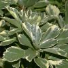 Tarkalevelű japán kövérke – Pachysandra terminalis Variegata