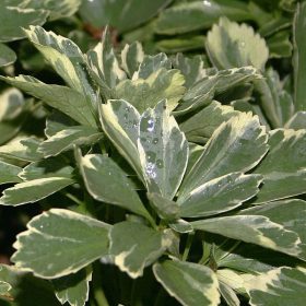  Tarkalevelű japán kövérke – Pachysandra terminalis Variegata