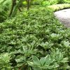 Tarkalevelű japán kövérke – Pachysandra terminalis Variegata