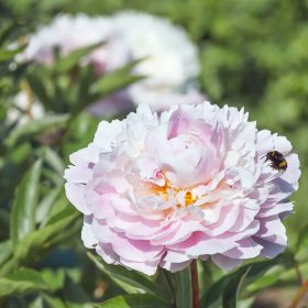   Lágyszárú bazsarózsa – Paeonia lactiflora 'Alertie'