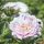 Lágyszárú bazsarózsa – Paeonia lactiflora 'Alertie'
