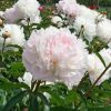 Lágyszárú bazsarózsa – Paeonia lactiflora 'Alertie'