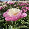 Lágyszárú bazsarózsa – Paeonia lactiflora 